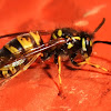 The European Wasp