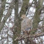 Mourning Dove