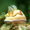 Nudibranch