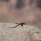 Namibian rock agama (Breeding male)