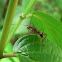 Ant-mimicking bug