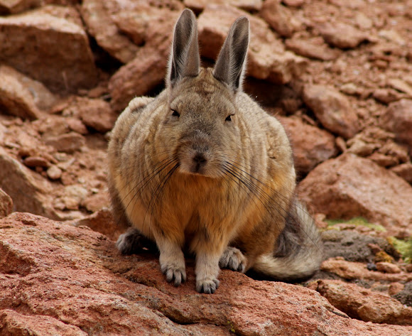 Southern viscacha | Project Noah