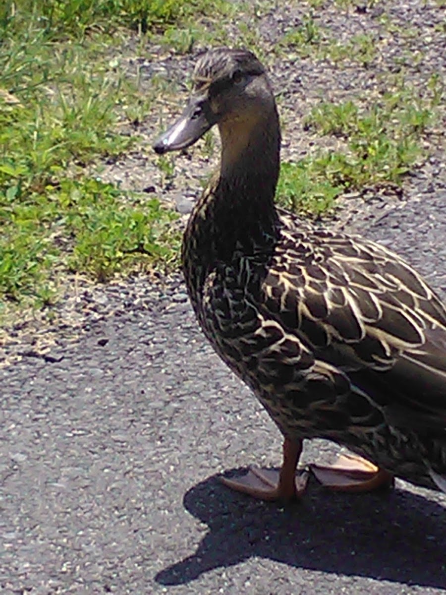 Mallard Duck