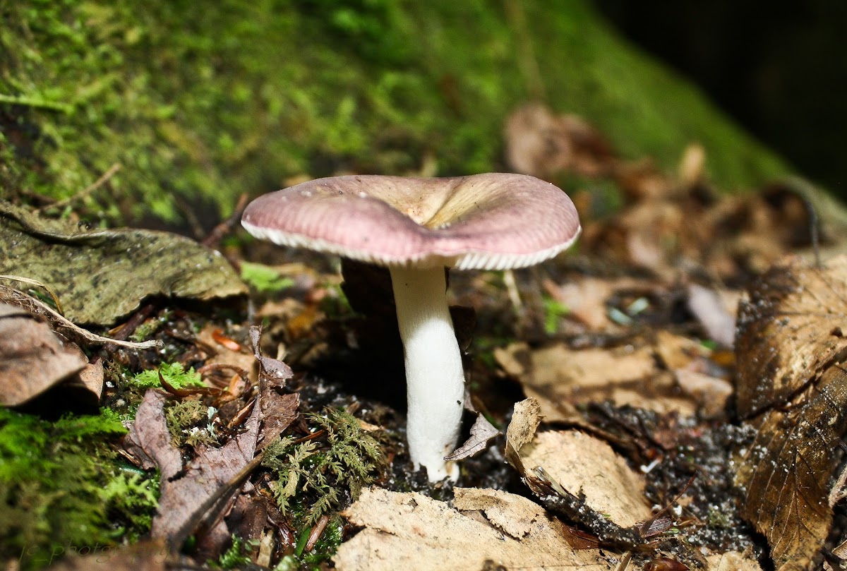 Russula Fungus
