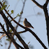 Common Tailorbird