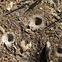Ant Lion Holes