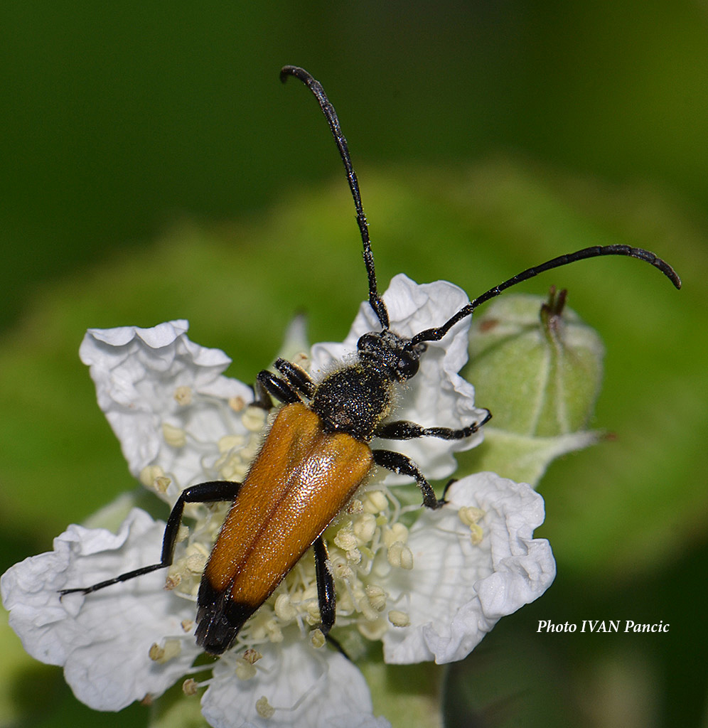Tawny longhorn beetle
