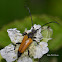 Tawny longhorn beetle