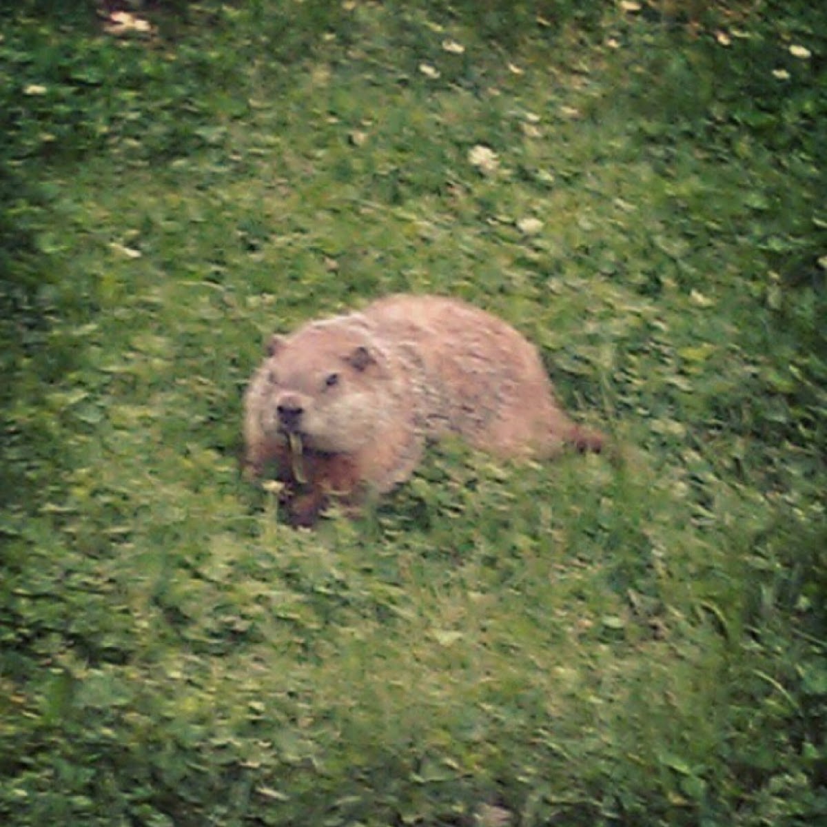 Groundhog or Woodchuck