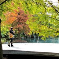 菁芳園 Tenway Garden／花園餐廳／落羽松