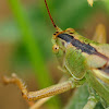 Great Green Bush-Cricket, Saltamontes verde común