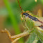 Great Green Bush-Cricket, Saltamontes verde común