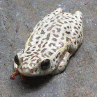 Reed Frog