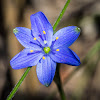 Blue Grass Lily