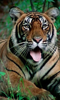 Tiger Series Live Wallpapersのおすすめ画像5