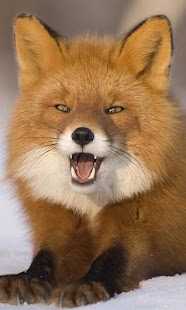 How to install Fox HD LWP Full 1.0 mod apk for android