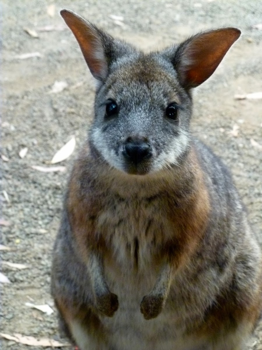 tammar wallaby