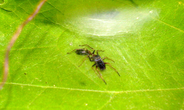 Ant mimicking jumping spider