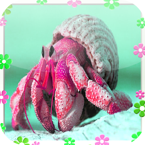 Hermit crab Jigsaw Puzzles 1.0