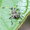 Native shield bug
