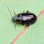 Flea leaf beetle