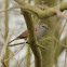 Dunnock