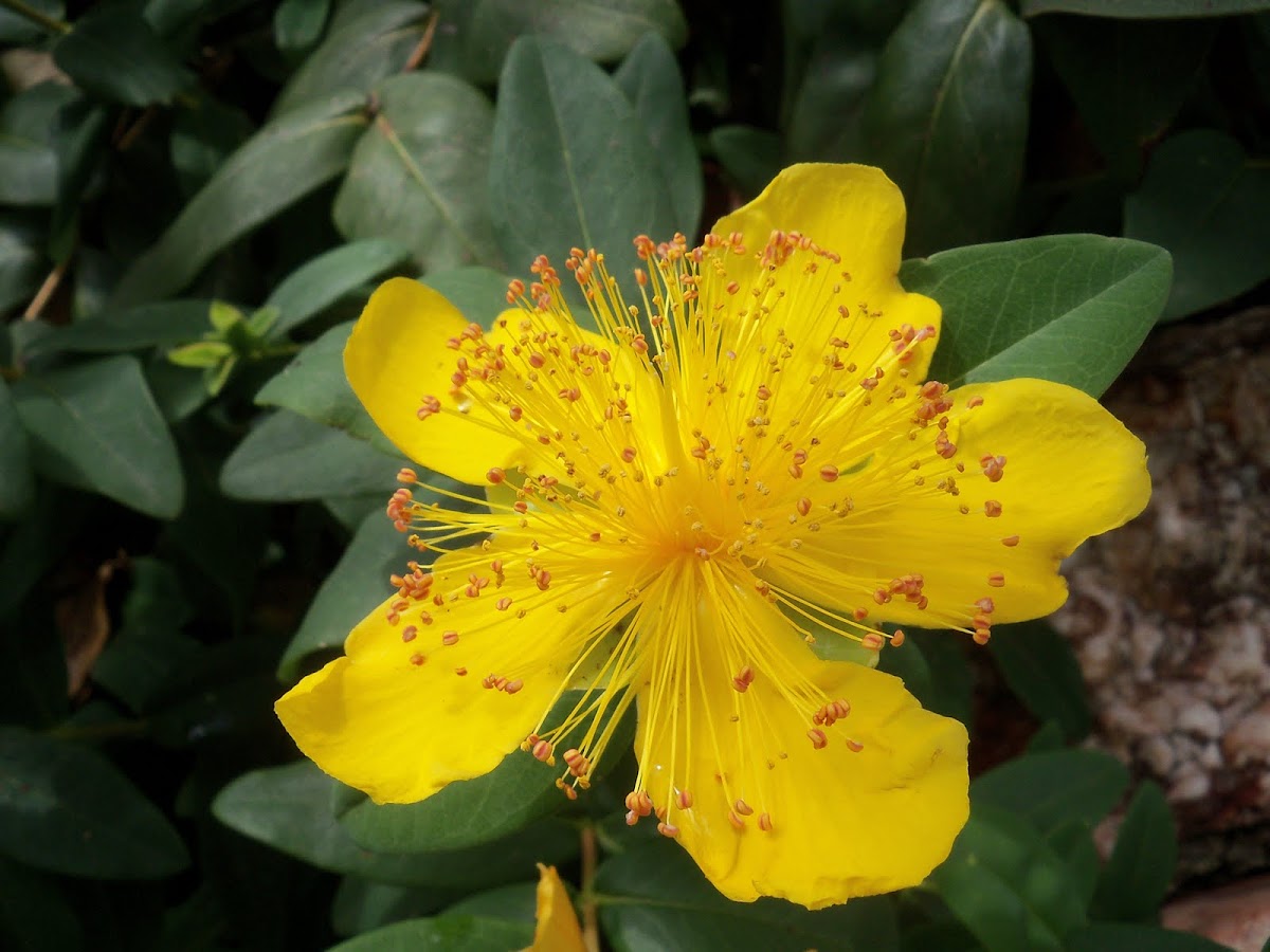 St-John's Wort or Jerusalem Star