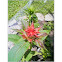 Scarlet monarda