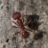 Western Harvester ant