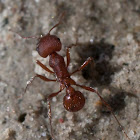 Western Harvester ant