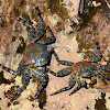 Red rock crab juvenile