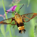 Hummingbird  Clearwing Moth