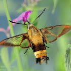 Hummingbird  Clearwing Moth