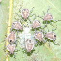 Small bugs with tiny glassy eggs