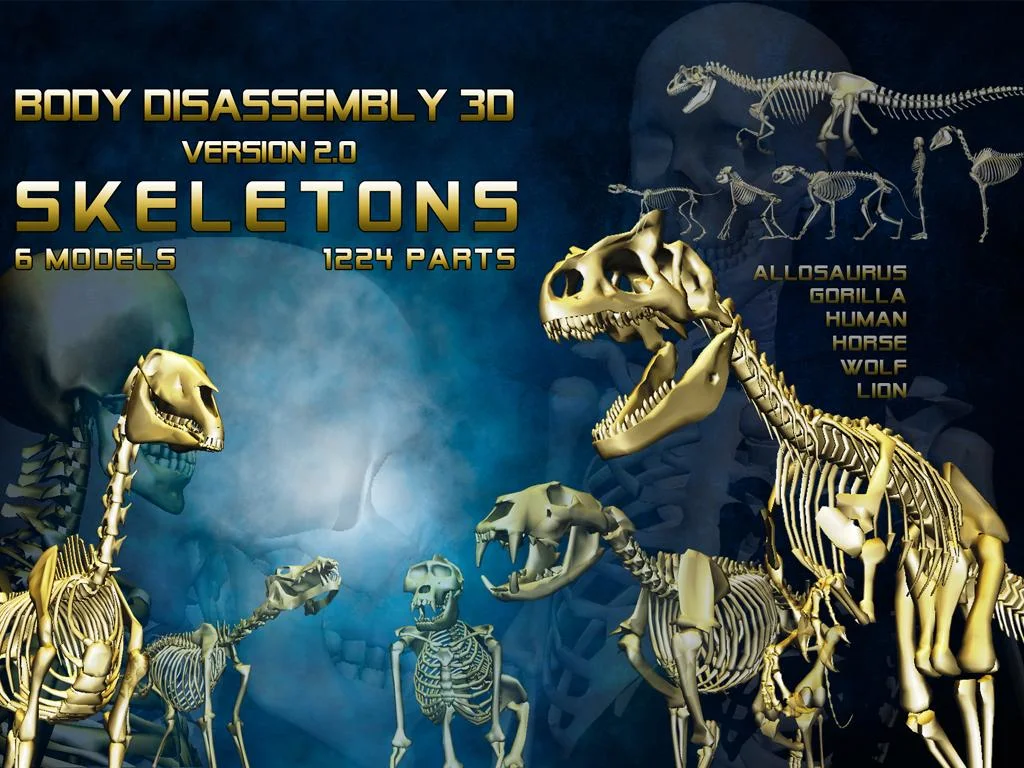 Body Disassembly 3D - screenshot