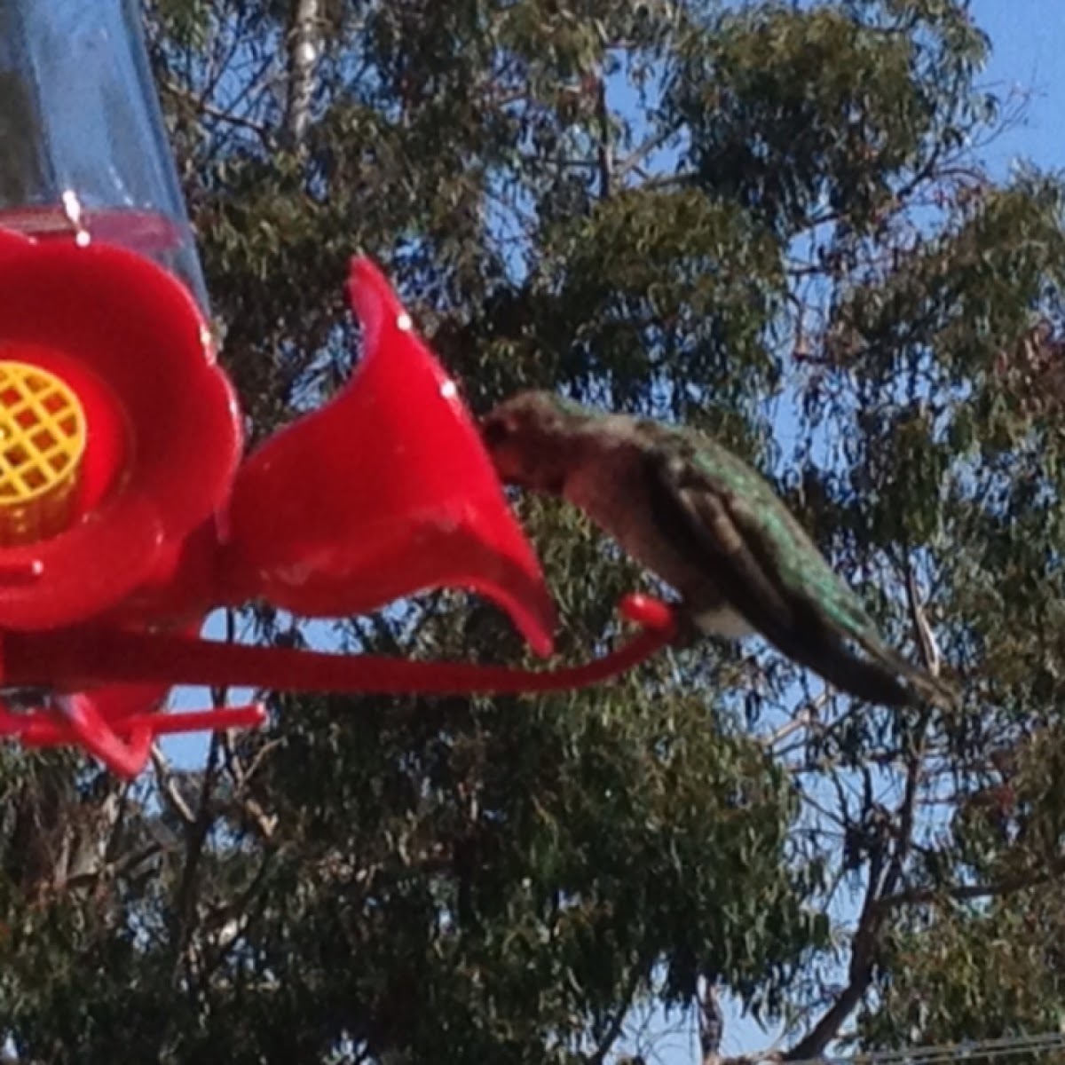 Anna's Hummingbird