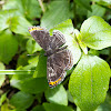 Riodinidae butterfly