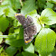 Riodinidae butterfly