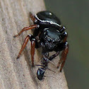 Salticid Ant Eater Spider