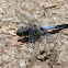 Black-tailed Skimmer
