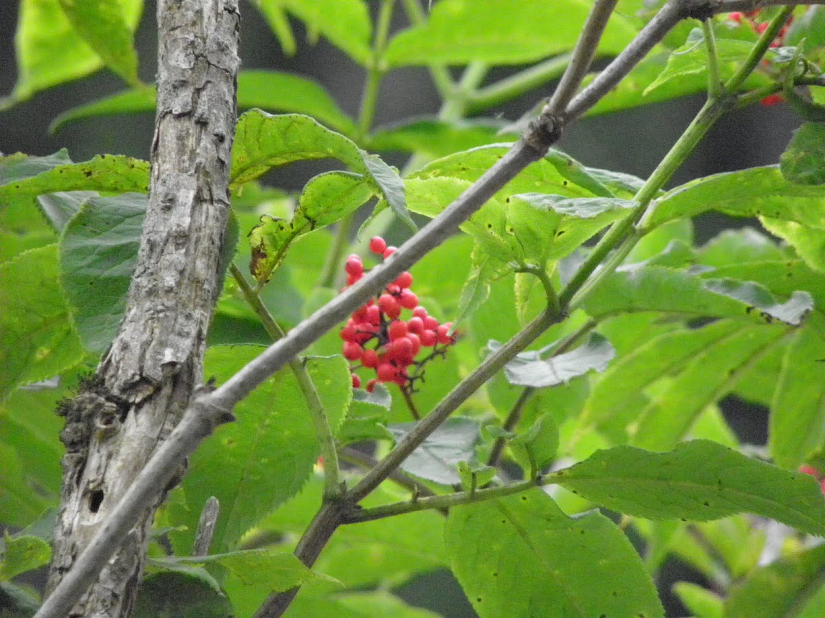 red elderberry