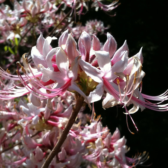 Honeysuckle Azalea Project Noah
