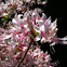 Honeysuckle Azalea