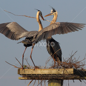Early Morning Delivery by Sandra Blair - Animals Birds