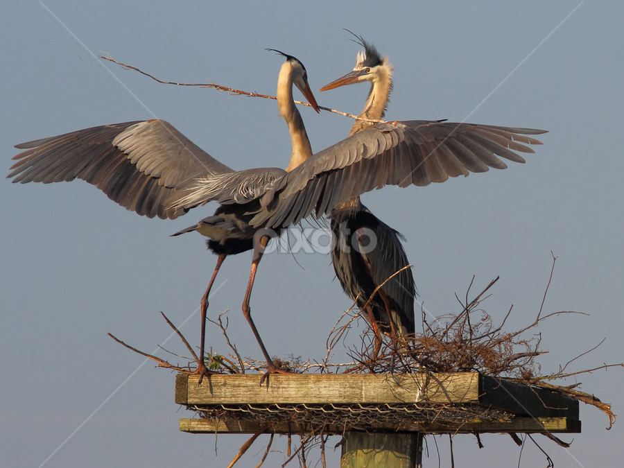Early Morning Delivery by Sandra Blair - Animals Birds