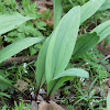 ramp, wild leek