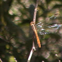 Roseate Skimmer (Female)