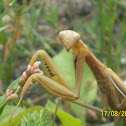 European Mantis