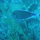Atlantic blue tang
