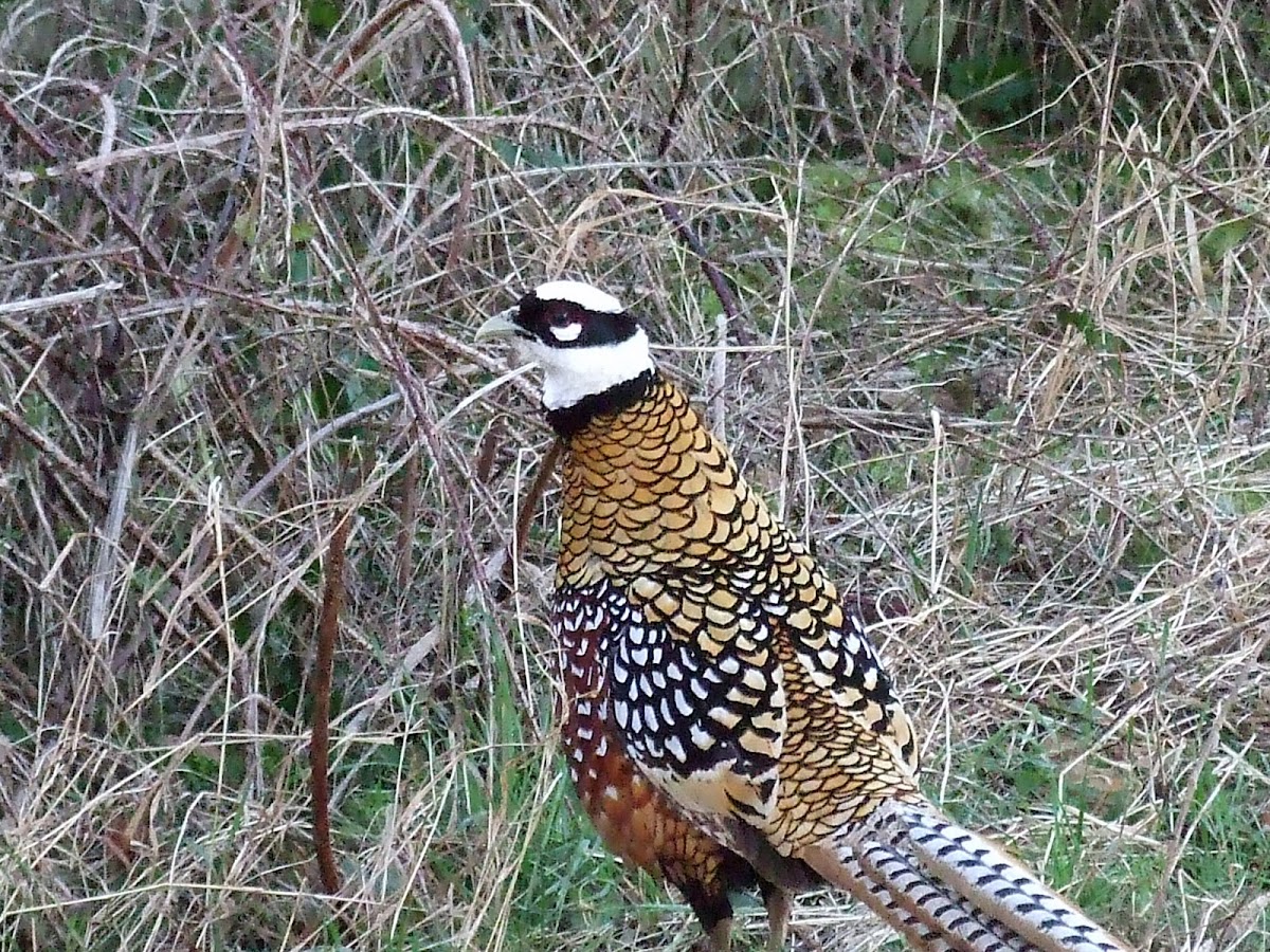 Reeves's Pheasant